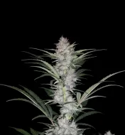 Skywalker Auto
