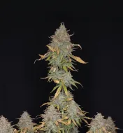Sour Diesel Regular