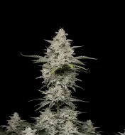 Super Lemon Haze Auto