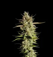 Super Silver Haze Auto