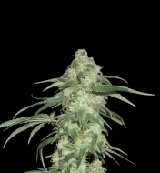 Super Silver Haze