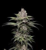 Trainwreck