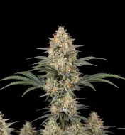 White Rhino