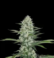 Zkittlez Regular