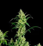 Cheesecake Auto
