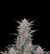 Gorilla Punch Auto