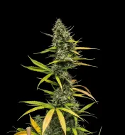 Mimosa Auto