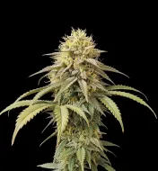 Pineapple Express