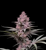 Pure Haze