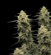Strawberry Banana Auto