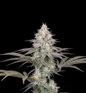 Strawberry Cough