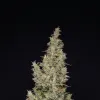 Hindu Kush Automatic