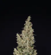 Hindu Kush Automatic