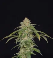 AK 48