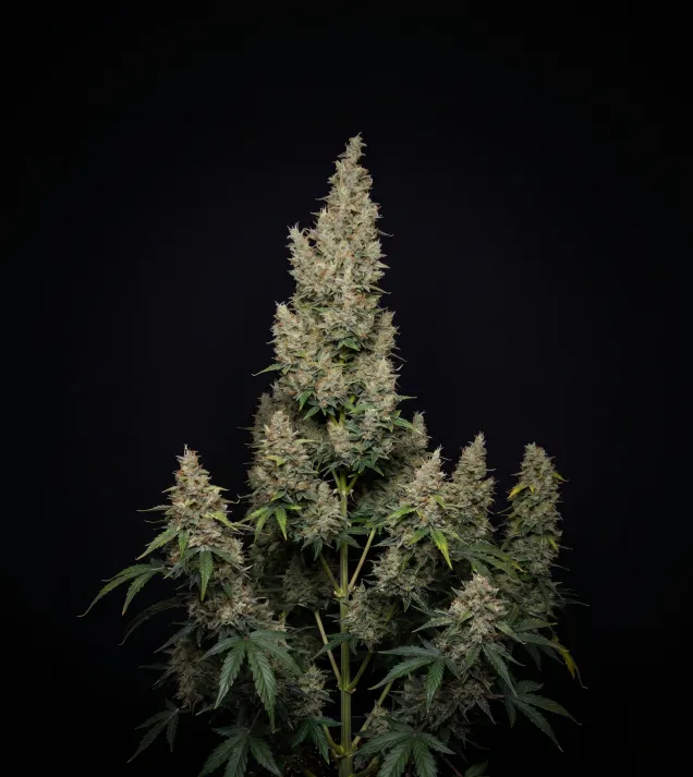 Hindu Kush Automatic