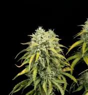 Bubblegum Auto