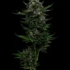All Gas OG