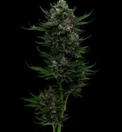 All Gas OG