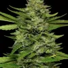 Bigfoot Glue