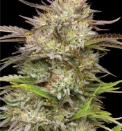 California Haze