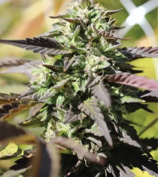 Chunkadelic Auto