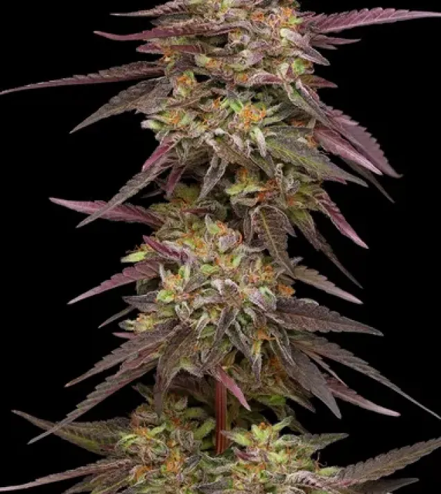COB Salad