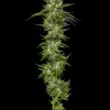 Collie Man Kush