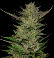Don Carlos