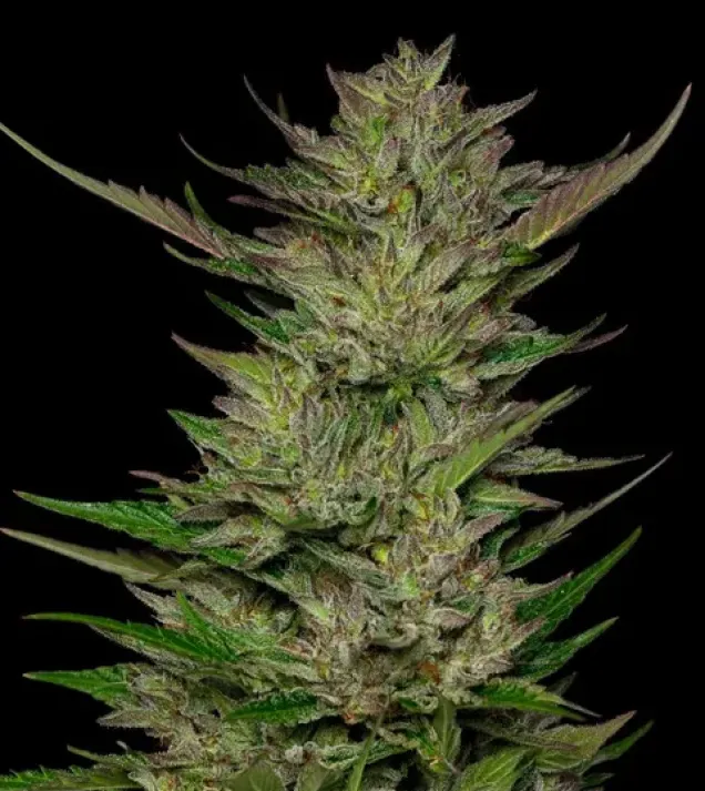 Don Carlos