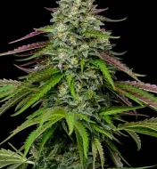 Garlic Budder Auto