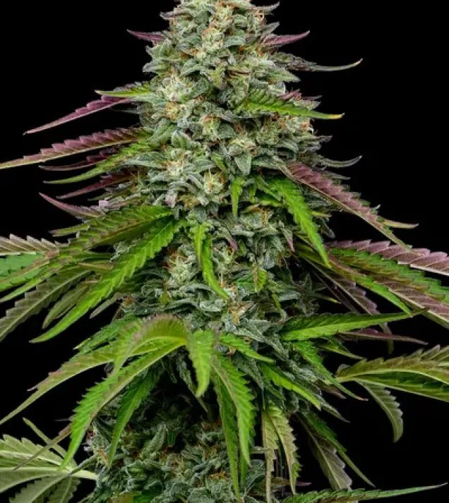 Garlic Budder Auto