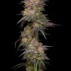 Granny Candy