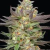 Mint Jelly Auto