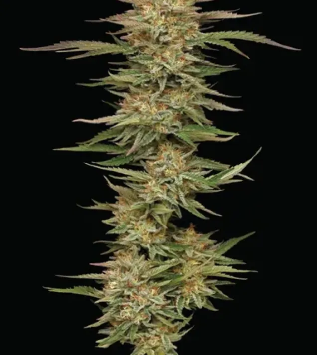 Orange Creampop