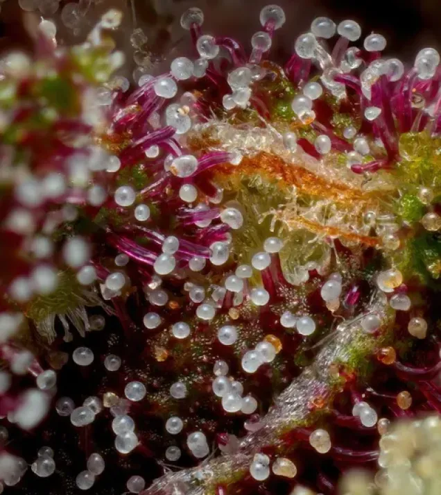 Squirt Auto