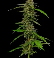 Strawberry Cheesecake