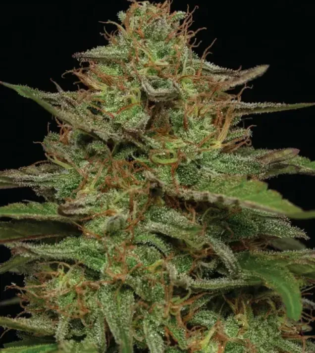 Strawberry Cheesecake Auto