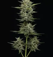 Vanilla Latte Auto