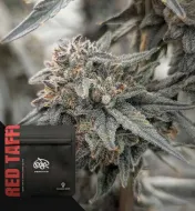 Red Taffi