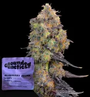 Blueberry Zkunk