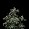 Lemon Juice F1