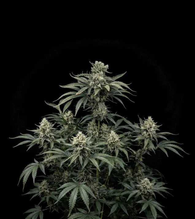 Lemon Juice F1