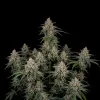 Tropical Storm F1 Auto