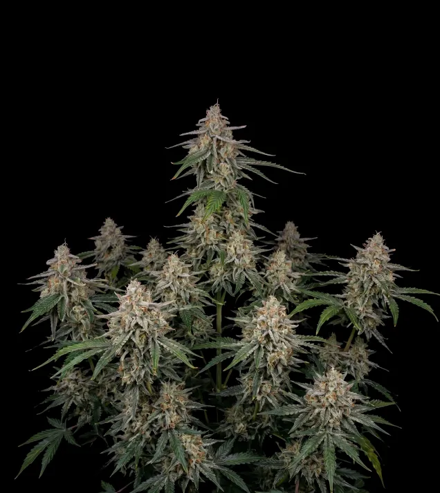 Tropical Storm F1 Auto
