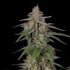 Tropical Storm F1 Auto