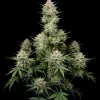 Berry Skunk F1 Auto