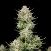 Berry Skunk F1 Auto