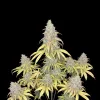 Critical F1 Auto