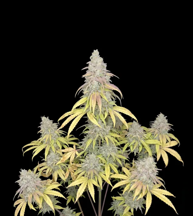 Critical F1 Auto