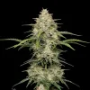 Mimosa F1 Auto